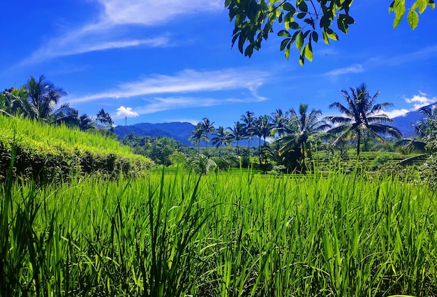 Un campo de arroz con montañas al fondo.