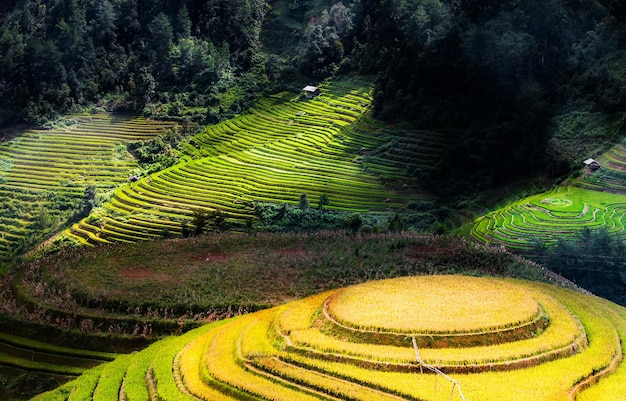 Un campo de arroz en las montañas con un árbol al fondo