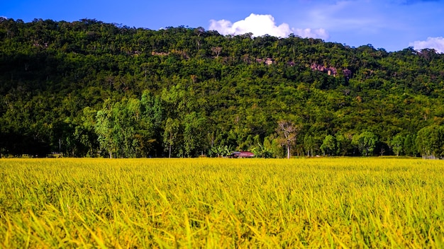 Foto campo de arroz en las montañas