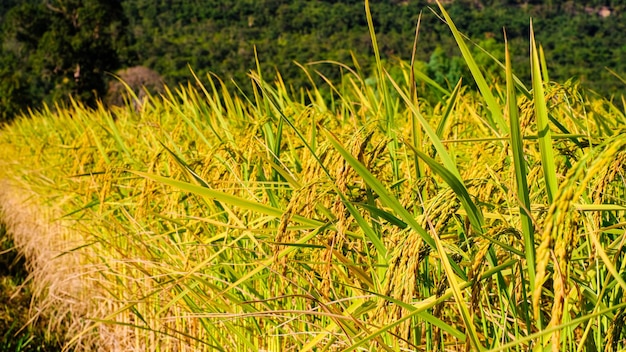 campo de arroz en las montañas