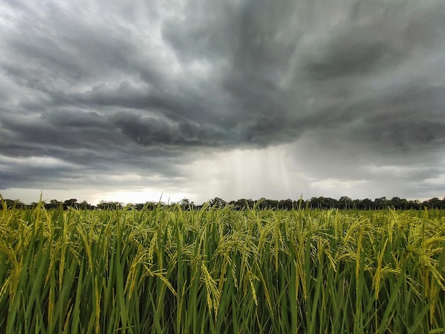 campo de arroz con nubes de lluvia.