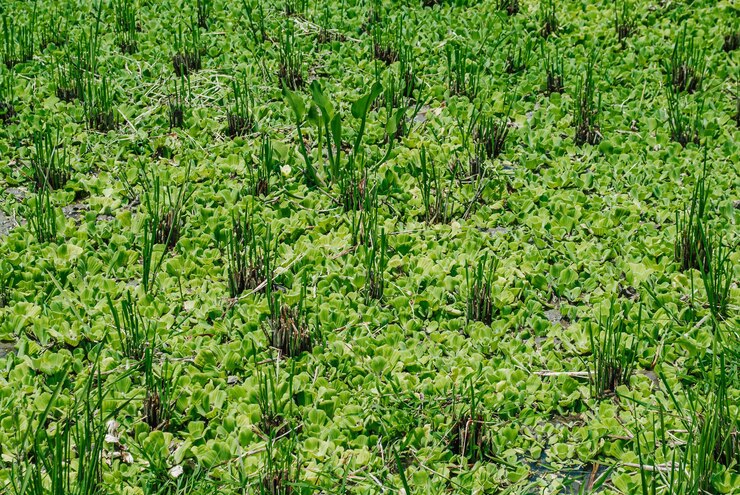 Campo de arroz o arroz con muchos jacinto de agua junto con adecuado para el fondo