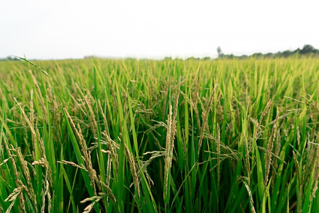 Campo de arroz orgánico por concepto de comida