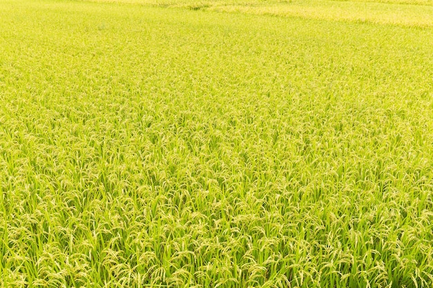 Campo de arroz paddy