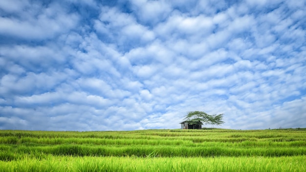 Campo de arroz Paisaje en un hermoso día y cielo