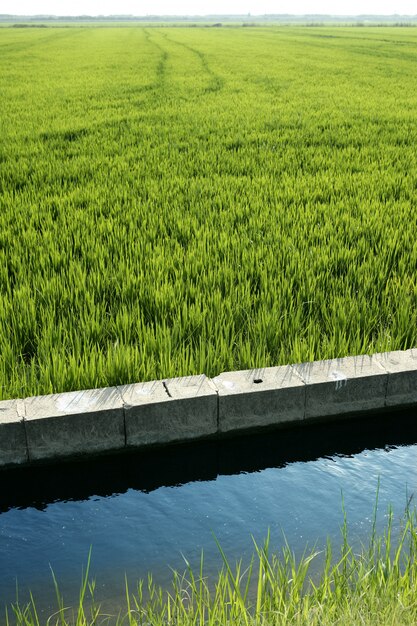 Campo de arroz prado verde en zanja de españa.