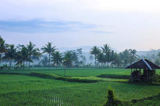 Campo de arroz en el pueblo con palmeras y casa de madera tradicional bajo el cielo azul blanco
