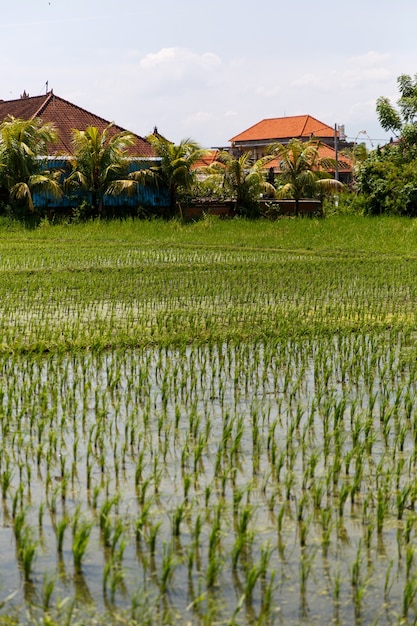 Foto campo de arroz con pueblo