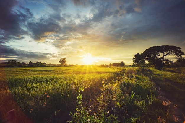 Campo de arroz y puesta de sol y cielo azul con destello de lente.