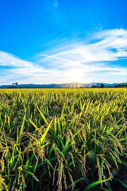 Un campo de arroz con la puesta de sol detrás de él