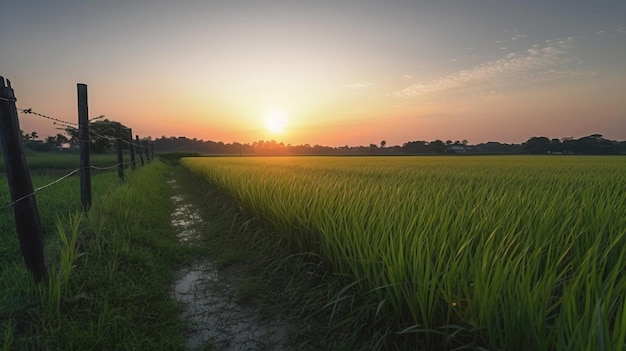 Campo de arroz en los rayos del sol vespertino cultivo de productos naturales Horizonte de fondo del cielo AI generar