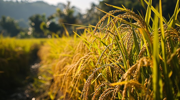 Campo de arroz reluciente a la espera de la cosecha