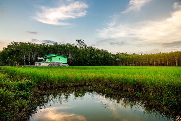 Campo de arroz rural con casa verde en crepúsculo.