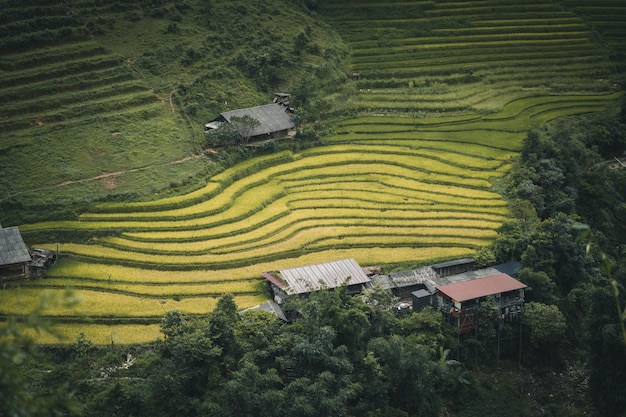 Foto campo de arroz en sa pa vietnam