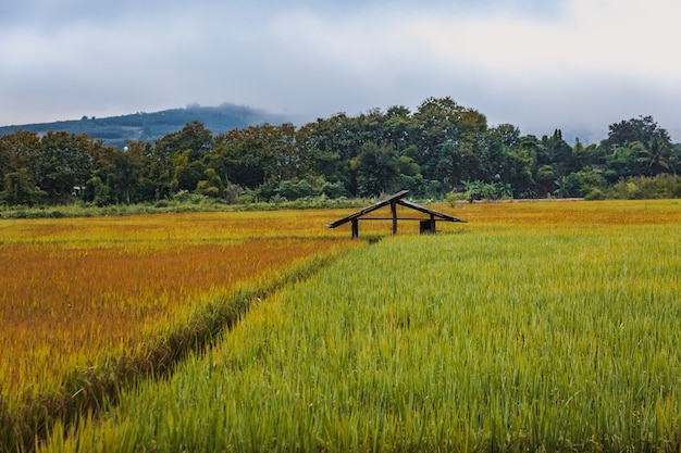 Campo de arroz en Tailandia