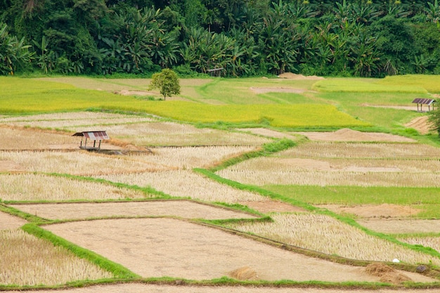 Campo de arroz en tailandia