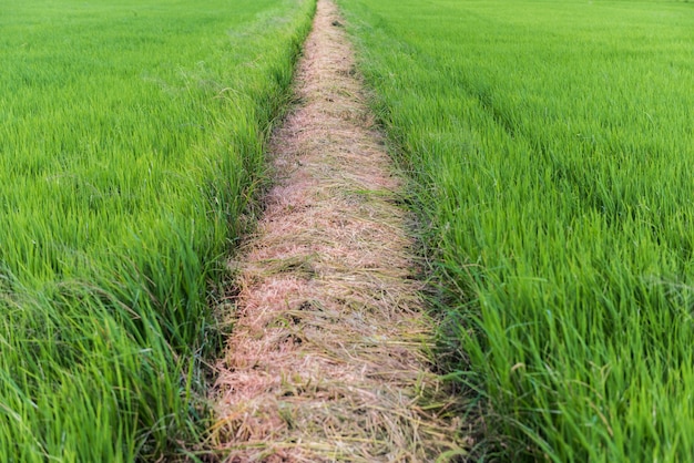 el campo de arroz en Tailandia