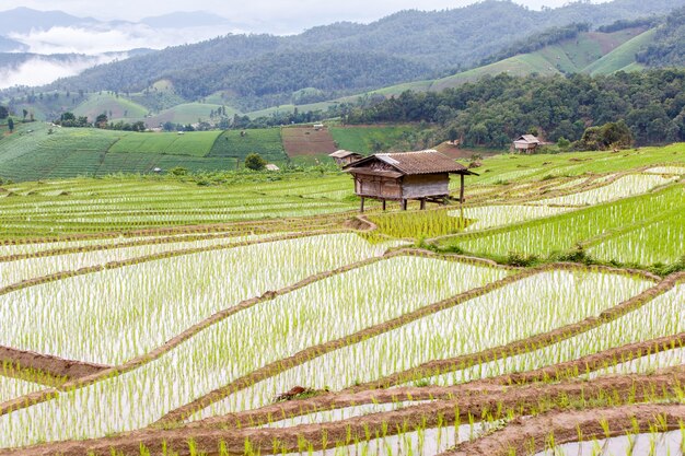 Campo de arroz en Tailandia