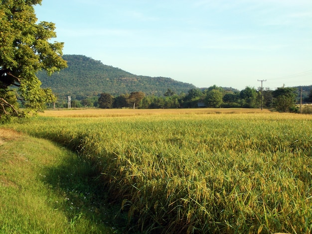 El campo de arroz en la temporada de cosecha