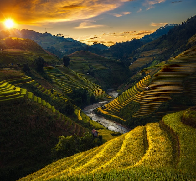 Campo de arroz y terraza de arroz en Mu cang chai