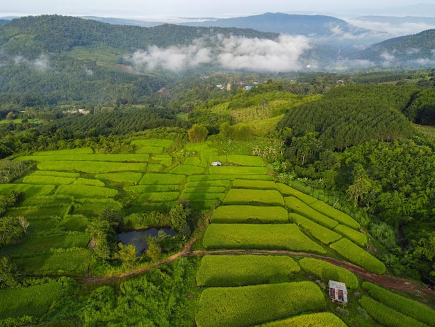 Campo de arroz de terrazas - Campo de arroz de vista superior desde arriba con parcelas agrícolas de diferentes cultivos en verde, Vista aérea de los campos de arroz verde naturaleza plantación granja niebla niebla fondo de montaña