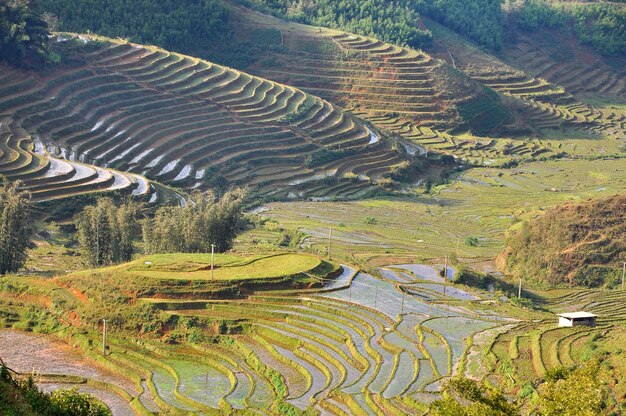 Campo de arroz en terrazas en Cat Cat Sa Pa, en el norte de Vietnam