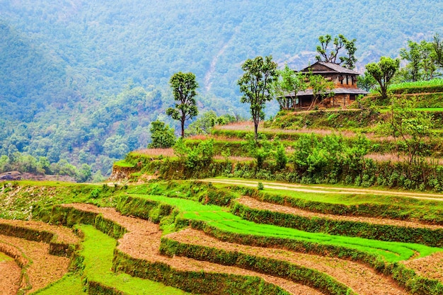 Campo de arroz en terrazas cerca de Pokhara Nepal