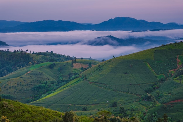 Foto campo de arroz en terrazas en chiangmai, tailandia