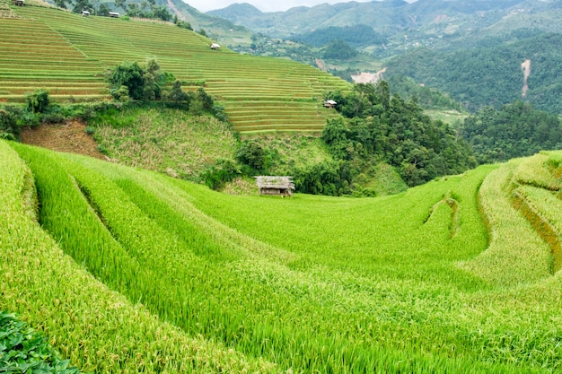 Campo de arroz en terrazas en la colina