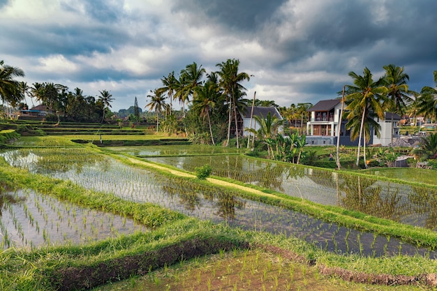 Campo de arroz y terrazas hermosa vista en Ubud, Bali