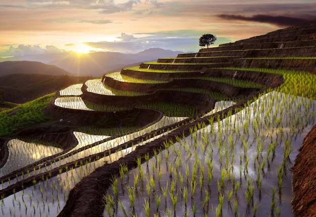 Campo de arroz en terrazas en Mae Cham Chiangmai, en el norte de Tailandia