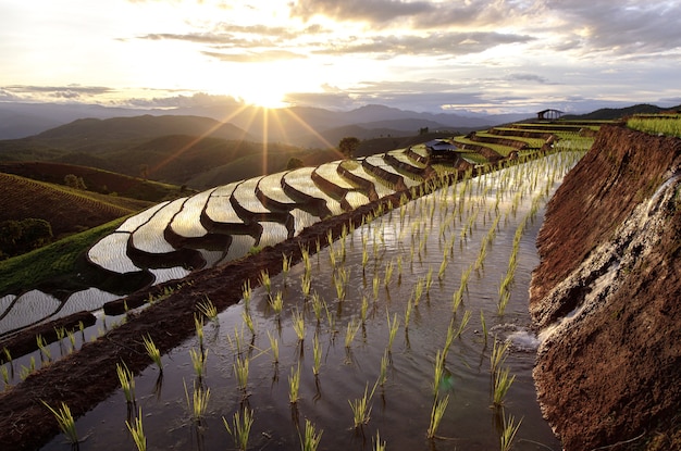 Campo de arroz en terrazas en Mae Cham Chiangmai, en el norte de Tailandia