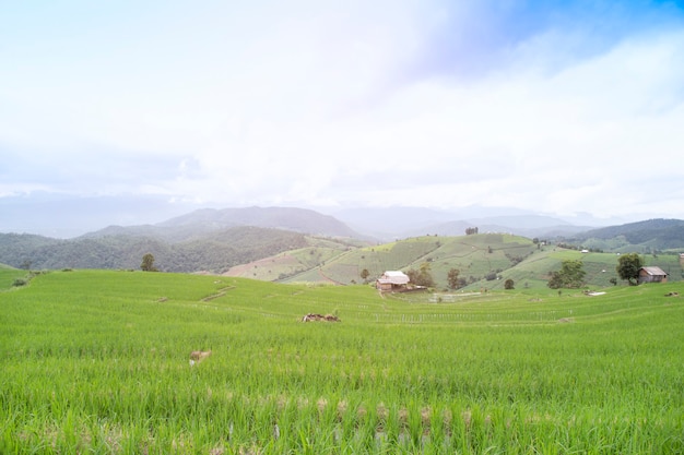 Campo de arroz en terrazas en Pa Pong Pieng, Mae Chaem, Chiang Mai, Tailandia.