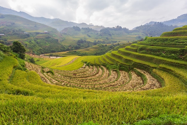 Campo de arroz en terrazas paisaje de Mu Cang Chai, Yenbai, Vietnam del Norte