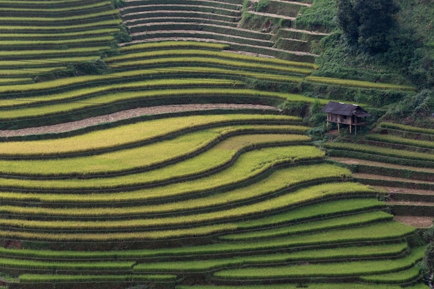 Campo de arroz en terrazas paisaje de Mu Cang Chai, Yenbai, Vietnam del Norte