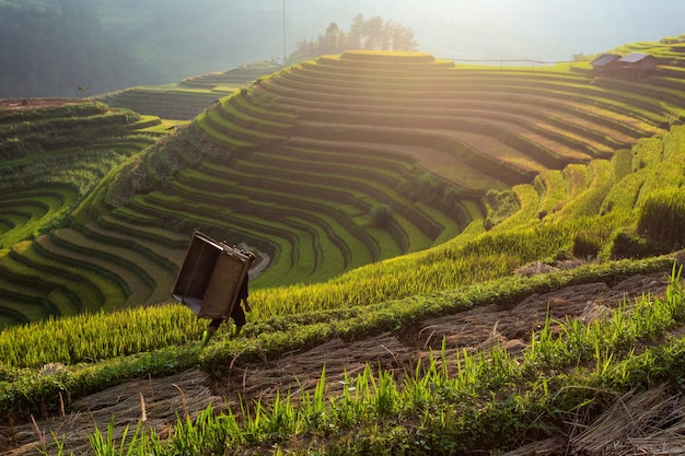 Campo de arroz en terrazas paisaje de Mu Cang Chai, Yenbai, Vietnam del Norte