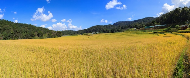 Campo de arroz en terrazas panorámicas verdes en Mae Klang Luang, Mae Chaem, Chiang Mai, Tailandia