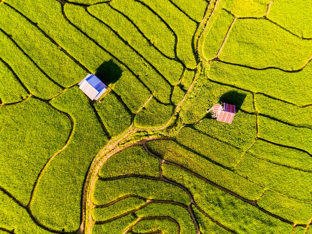 Campo de arroz en terrazas en el Proyecto Real de Chiangmai Khun Pae Norte de Tailandia