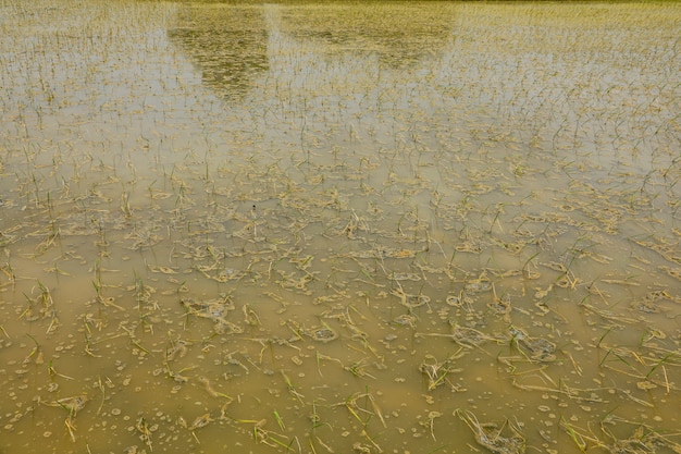 Campo de arroz en terrazas en la temporada del agua en la India