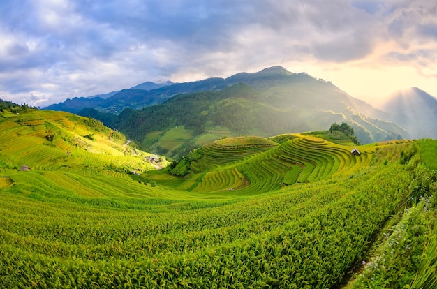 Campo de arroz en terrazas en la temporada de cosecha en Mu Cang Chai