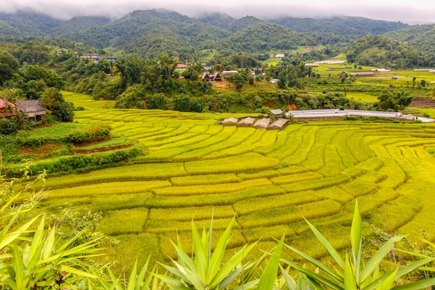 Campo de arroz en terrazas verdes en Mae La Noi, provincia de Maehongson, Tailandia