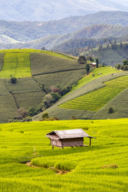 Campo de arroz en terrazas verdes en Pa Pong Pieng, Mae Chaem, Chiang Mai, Tailandia