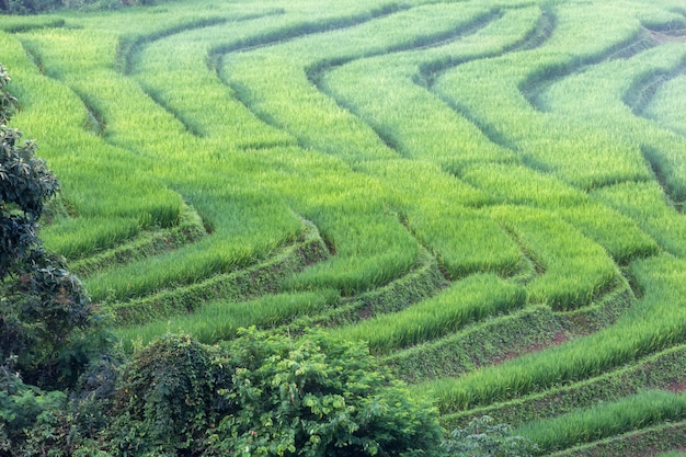 Campo de arroz en terrazas verdes en Pa Pong Pieng, Mae Chaem, Chiang Mai, Tailandia