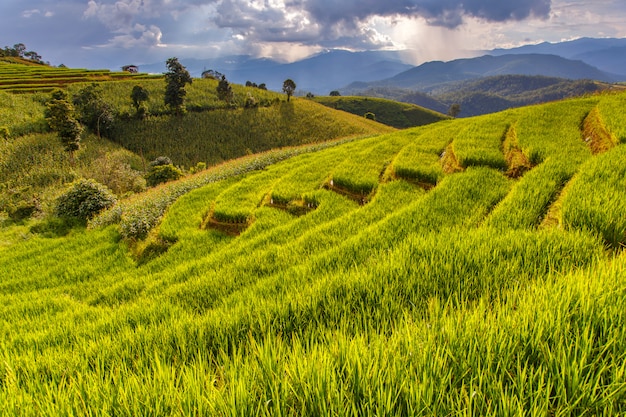 Campo de arroz en terrazas verdes en Pa Pong Pieng, Mae Chaem, Chiang Mai, Tailandia