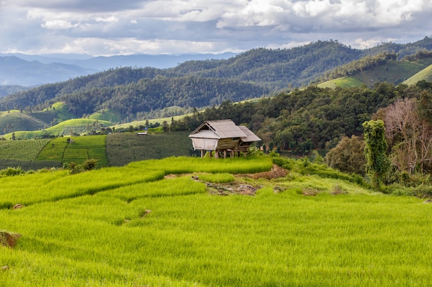 Campo de arroz en terrazas verdes en Pa Pong Pieng, Mae Chaem, Chiang Mai, Tailandia