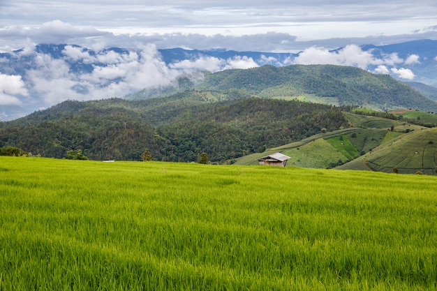 Campo de arroz en terrazas verdes en Pa Pong Pieng, Mae Chaem, Chiang Mai, Tailandia