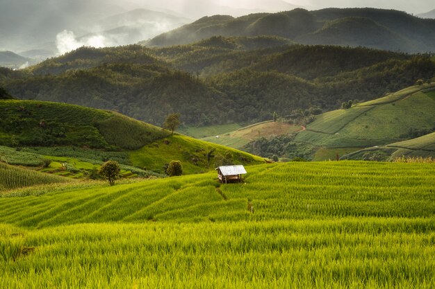 Campo de arroz en terrazas verdes en Pa Pong Pieng, Mae Chaem, Chiang Mai, Tailandia