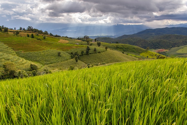 Campo de arroz en terrazas verdes en Pa Pong Pieng, Mae Chaem, Chiang Mai, Tailandia