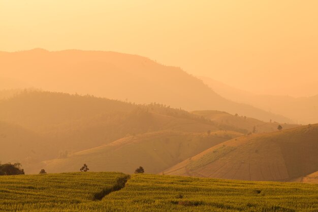 Campo de arroz en terrazas verdes durante la puesta de sol en Ban Pa Bong Peay en Chiangmai Tailandia