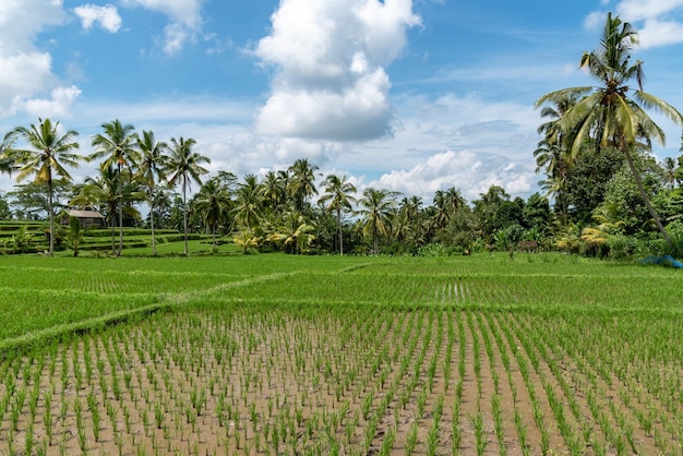 Campo de arroz en Ubud, Bali, Indonesia